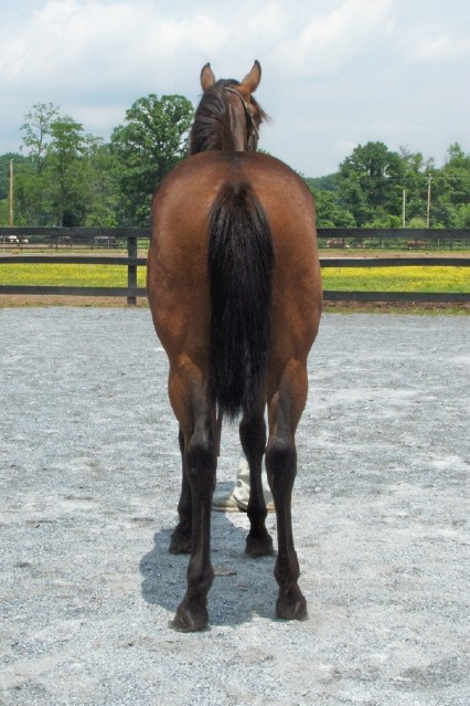 hind