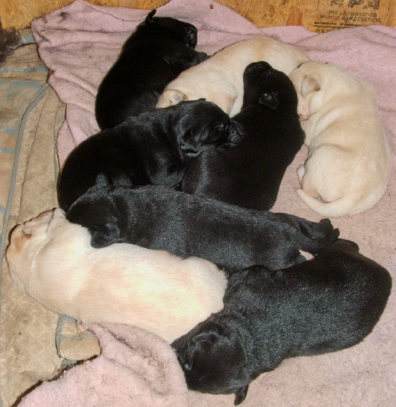 puppies
