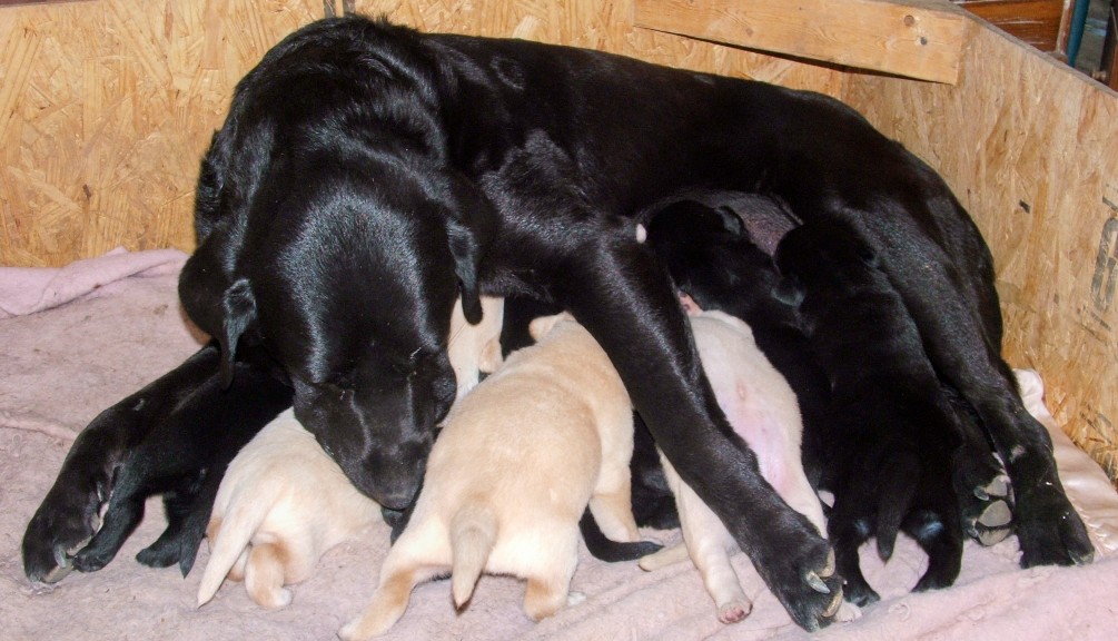 pups