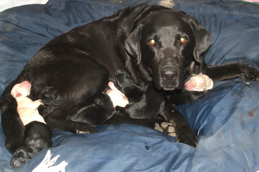 abby n pups
