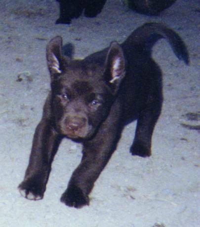 pup