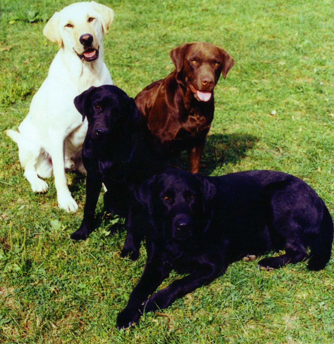 pups