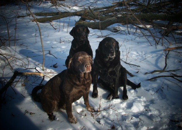 dogs