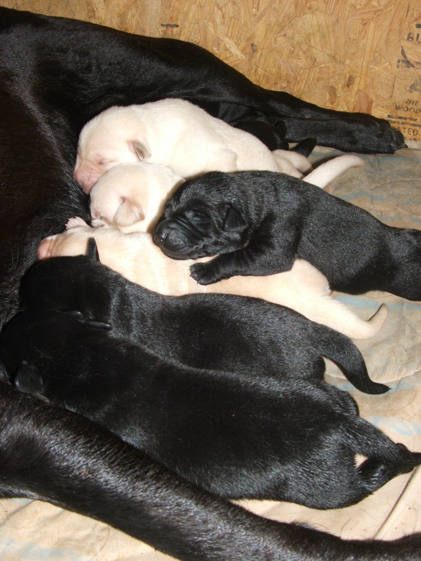 pups