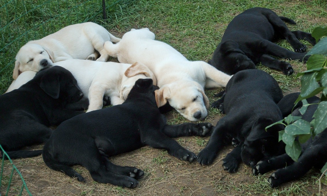 pups