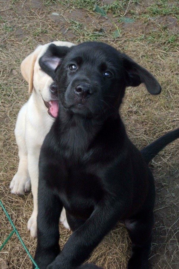 pup