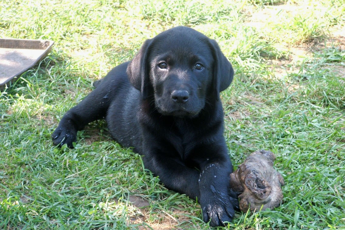 noah as a pup