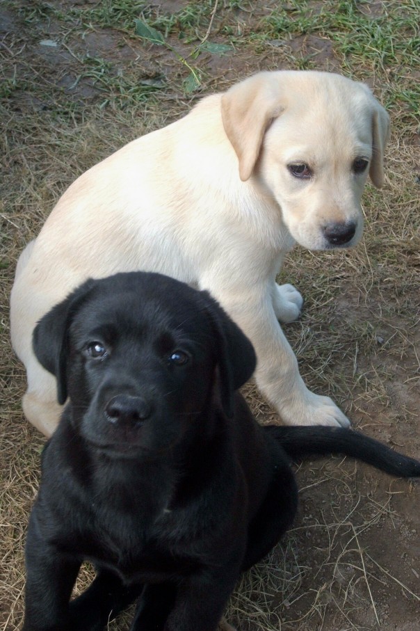 pup
