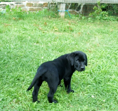 pup