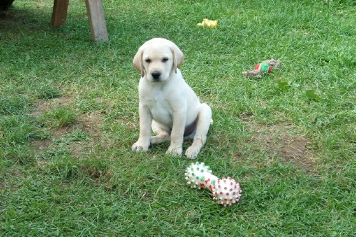 pup