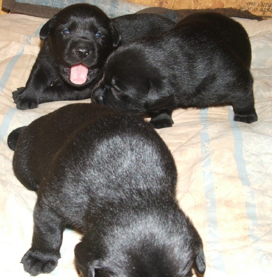 pups