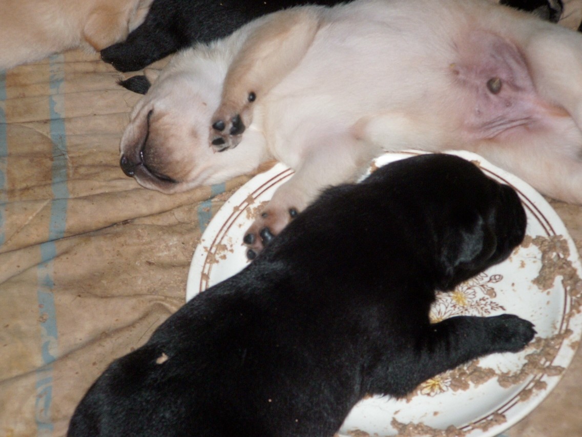 pups
