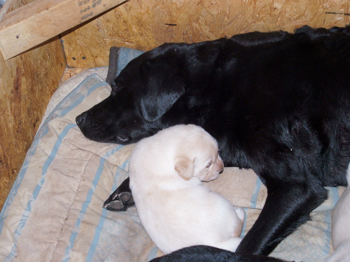 pups