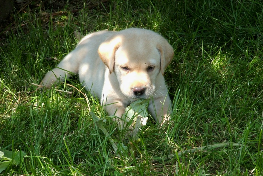 pup
