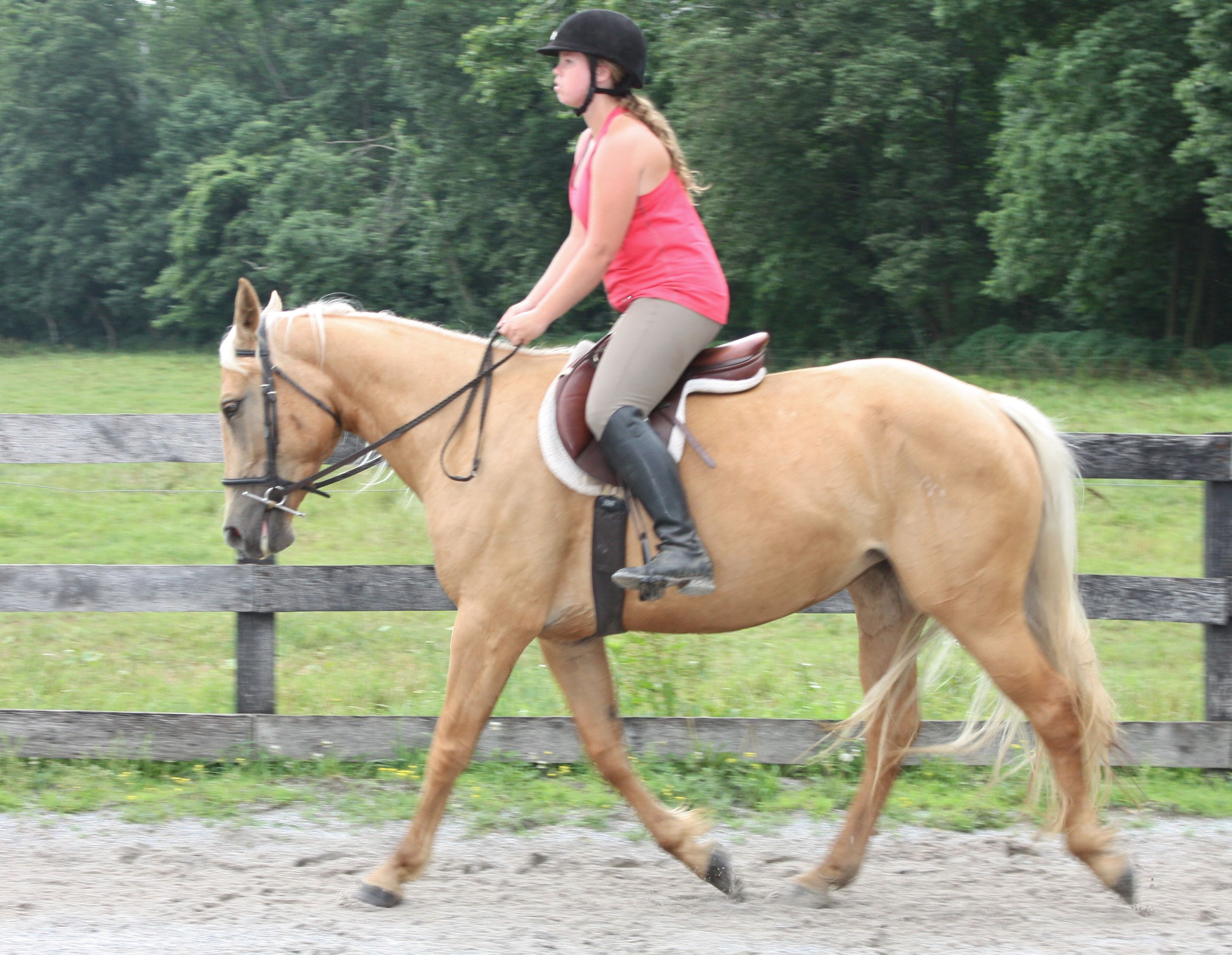 Quarter Horses for sale in Pennsylvania
