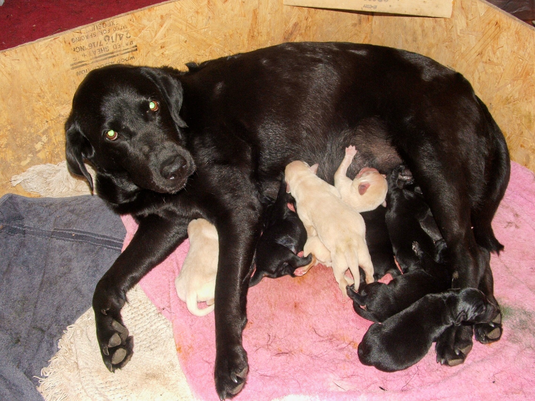 pups