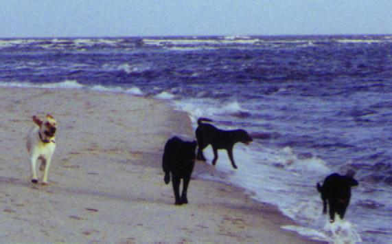 dogs