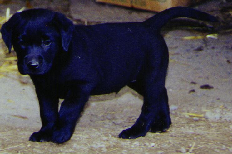 pup