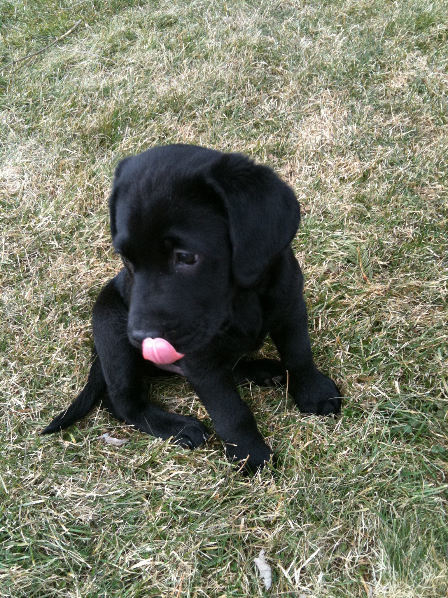 puppy