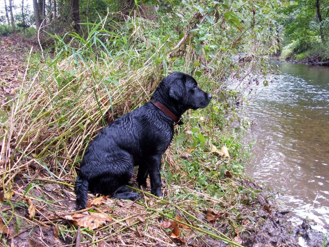 cabela