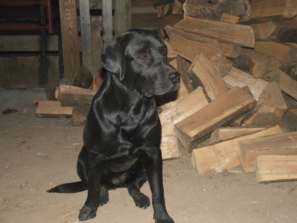 cabela