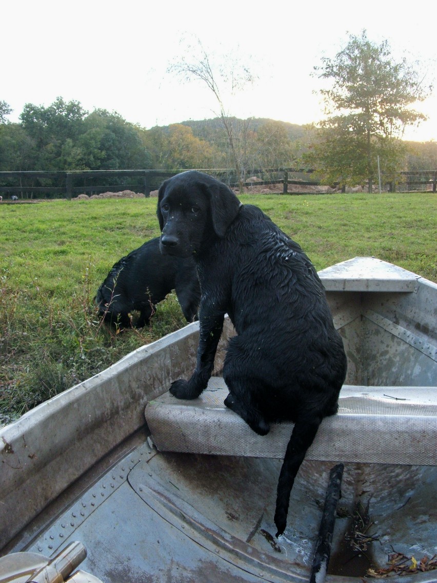 cabela