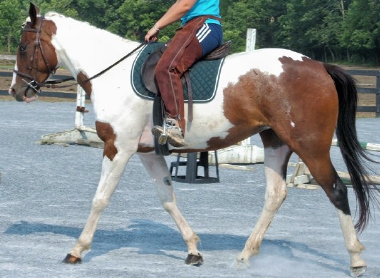 trot