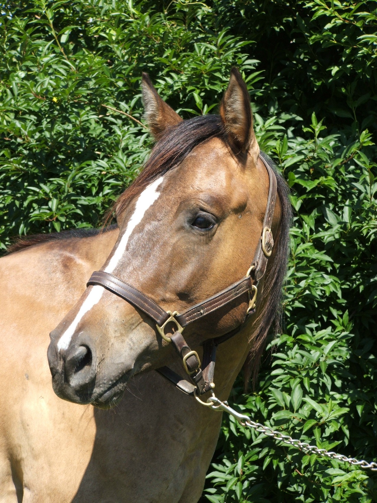Horses+for+sale+in+pa+free