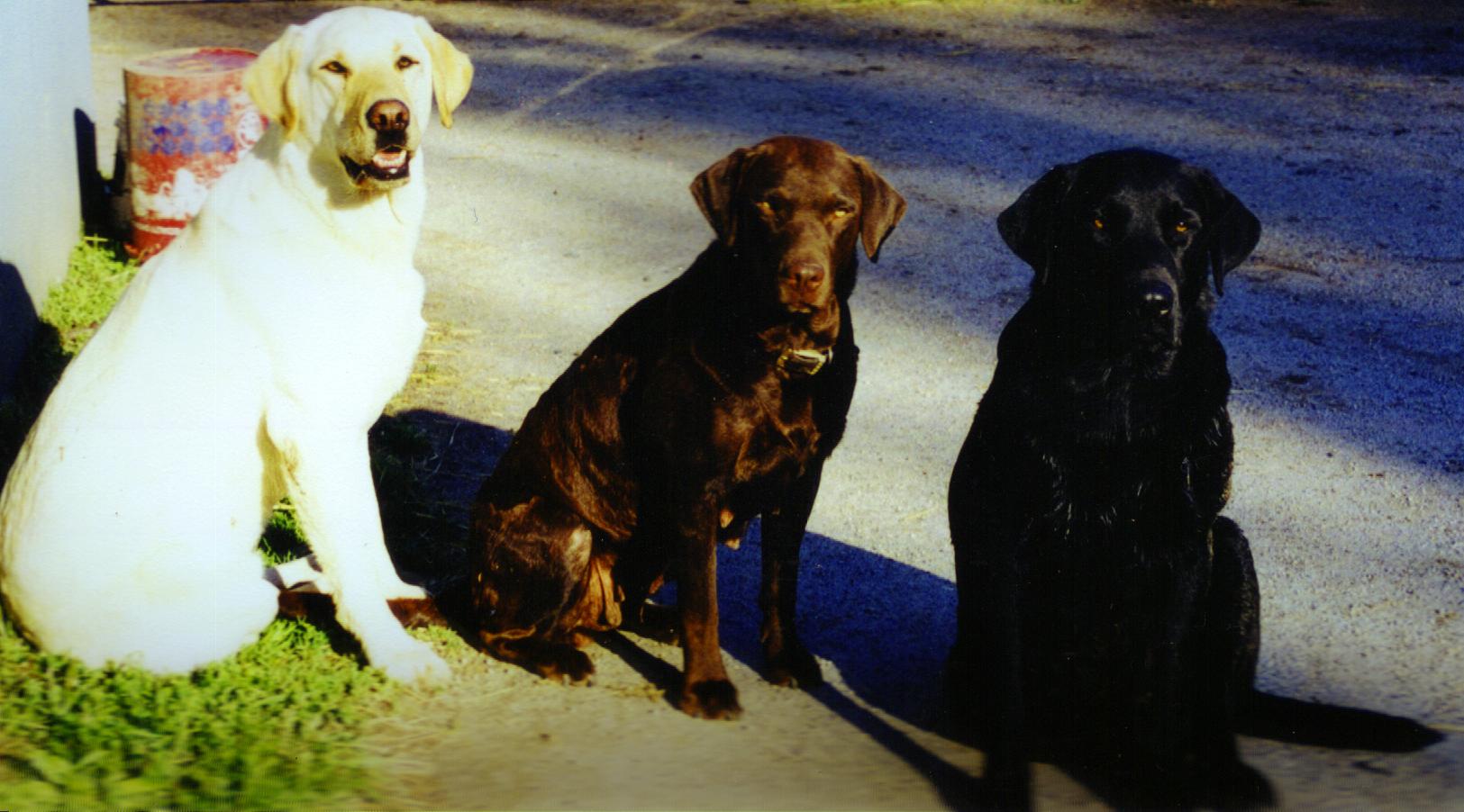 dogs