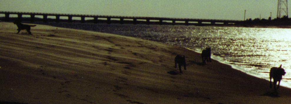shore